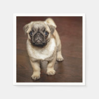 Photo de chien Brown carlin