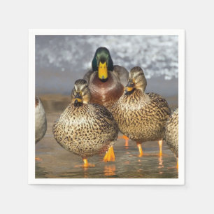 Serviette En Papier Photo de la faune de Mallard Ducks