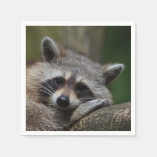 Serviette En Papier Photo Raccoon