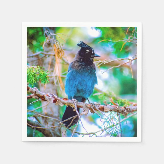 Serviette En Papier Steller's Jay - Photographie originale (Devant)