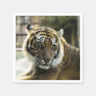 Serviette En Papier Tigre du Bengale