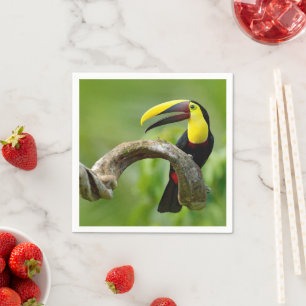 Serviette En Papier Toucan assis sur la branche dans la forêt