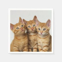 Trois mignonnes chatons chatons gingembre photo de