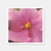 Violet africain rose pastel (Saintpaulia)