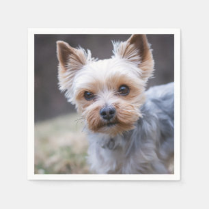 Serviette En Papier Yorkshire terrier, chien, animal de compagnie