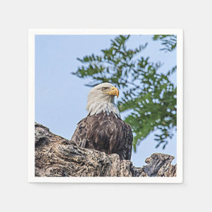 Serviette Jetable Aigle à tête blanche sur une branche d'arbre