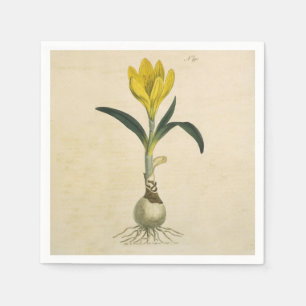 Serviette Jetable Amaryllis Tulip Jardin Botanique Fleur