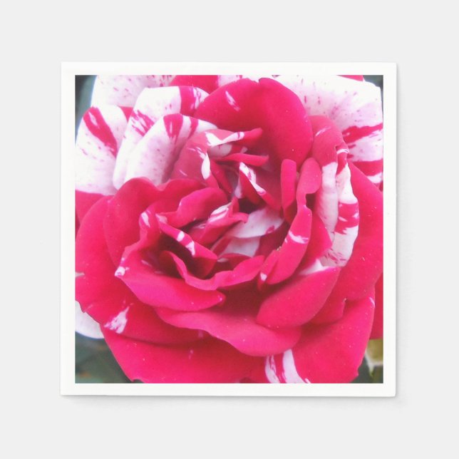 Serviette Jetable Anicia (Devant)