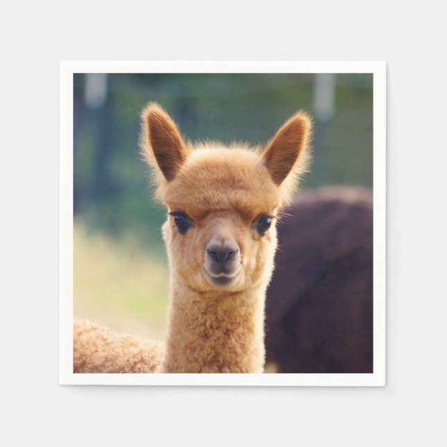 Serviette Jetable Bébé Alpaca Standard Cocktail Napkin (Devant)