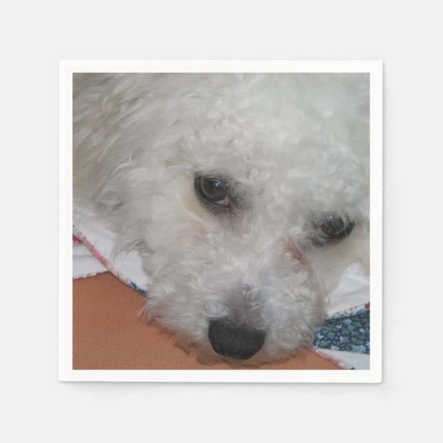 Serviette Jetable Bichon Frisé.png (Devant)