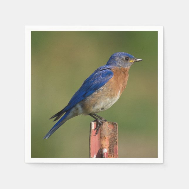 Serviette Jetable Bluebird (Devant)