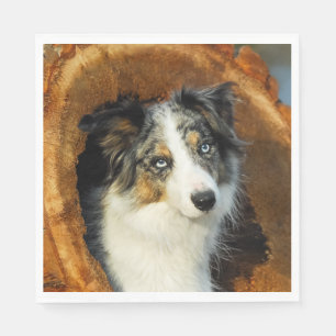 Serviette Jetable Bordure Collie Blue Merle Chien Tête Photo Animaux