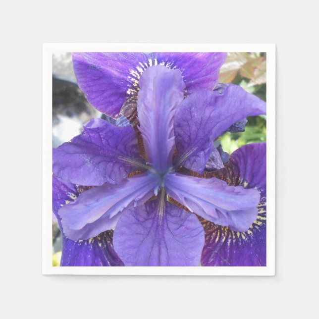 Serviette Jetable Brandeis (Devant)