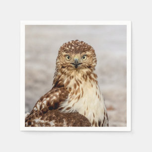 Serviette Jetable Buse à queue rouge immature au sol