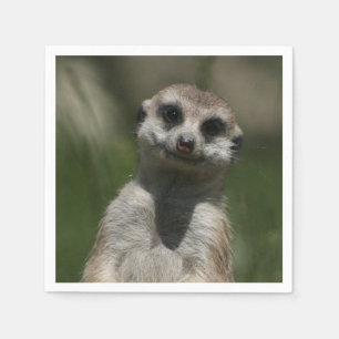 Serviette Jetable Meerkat-Portrait 004