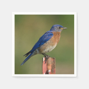 Serviette Jetable Oiseau bleu