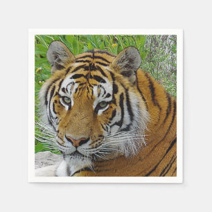 Serviette Jetable Photo de près du visage d'un Tigre de Sibérie