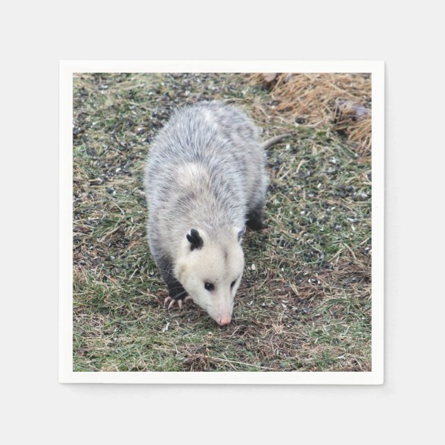 Serviette Jetable Photo Opossum (Devant)