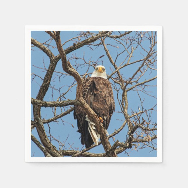 Serviette Jetable Portrait d'un aigle à tête blanche (Devant)
