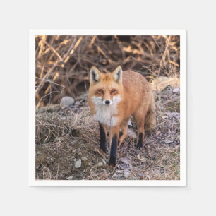 Serviette Jetable Red Fox de près et personnel