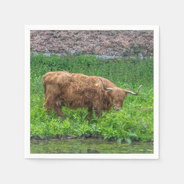 Serviette Jetable Vache des Highlands (Devant)