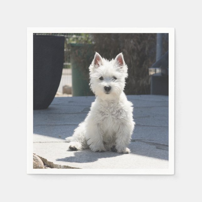 Serviette Jetable White West Highland Terrier assis sur le trottoir (Devant)