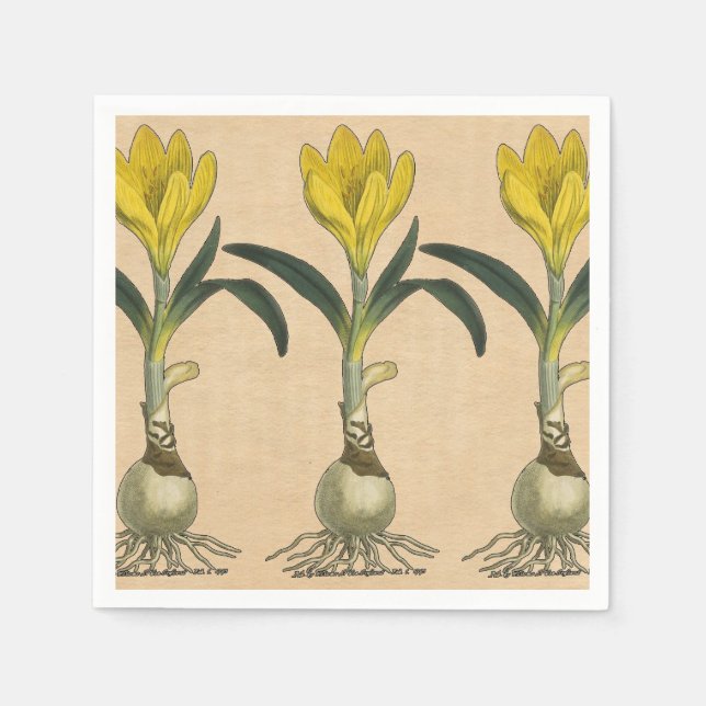 Serviettes En Papier Amaryllis Tulip Jardin Botanique Fleur (Devant)