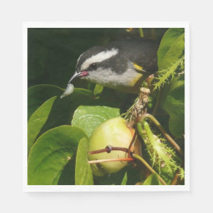 Serviettes En Papier Bananaquit Bird Mange Photographie tropicale