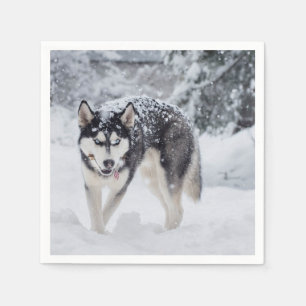 Serviettes En Papier Husky dans la neige
