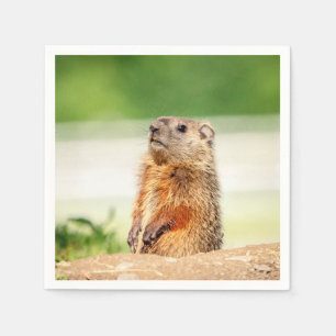 Serviettes En Papier Jeune marmotte