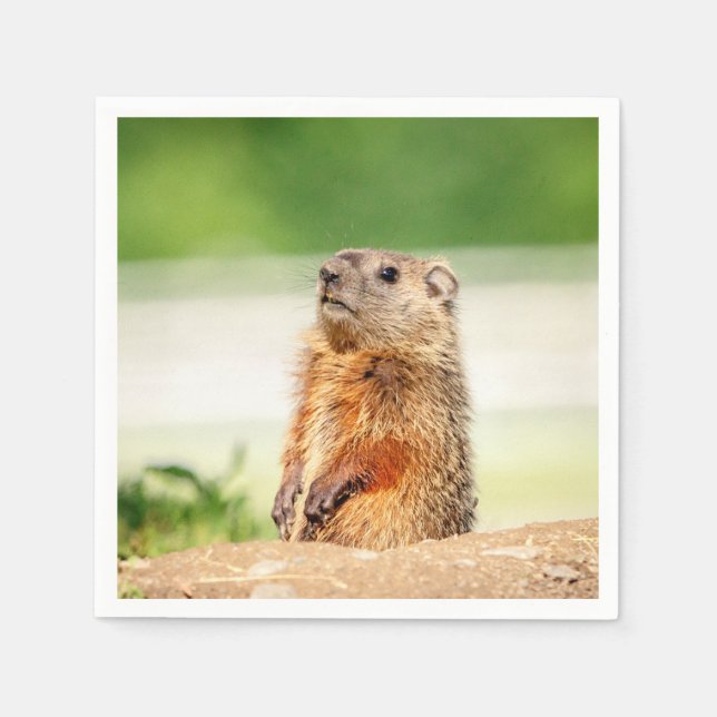 Serviettes En Papier Jeune marmotte (Devant)