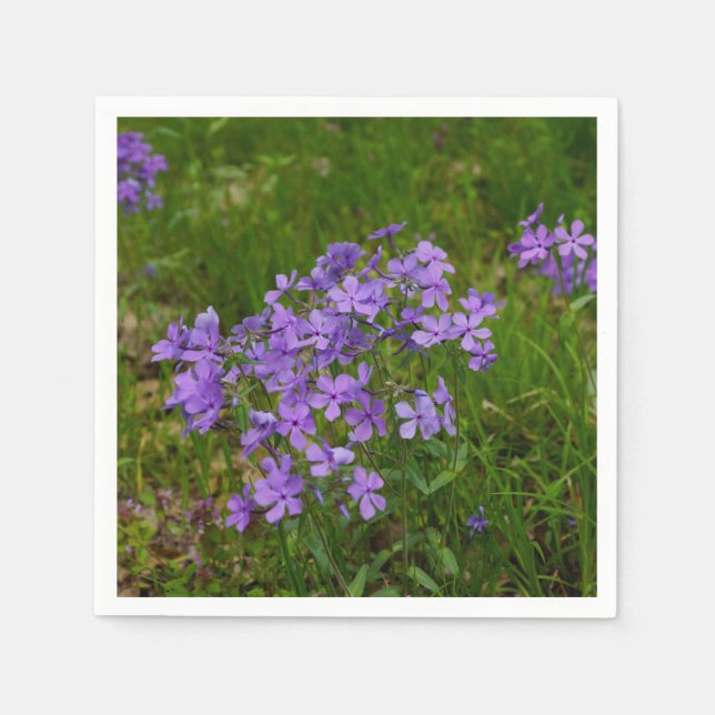 Serviettes En Papier Phlox bleu sauvage (Devant)