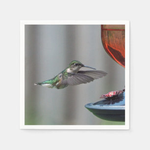 Serviettes En Papier Photo d'alimentation rouge des colibris