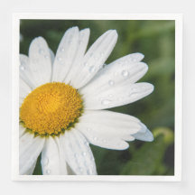 photo, une margueritte, font vert