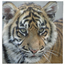 Tigre 002