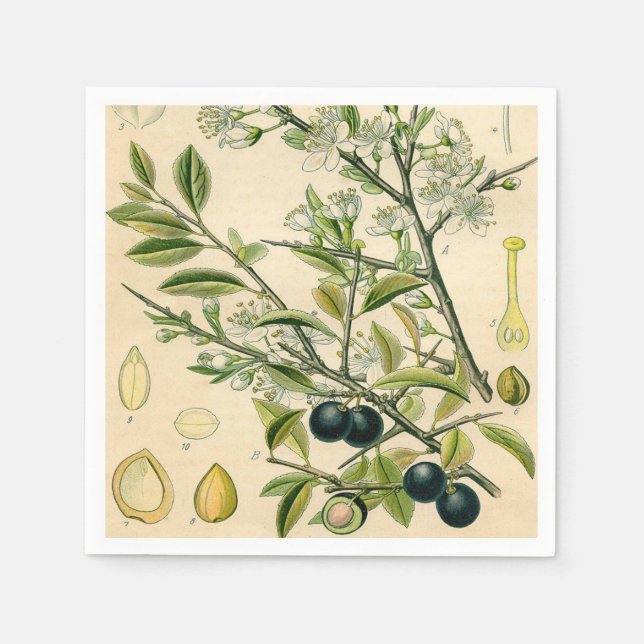 Serviettes Jetables Antique Blackthorn Botanique Imprimé Fleur Berry (Devant)
