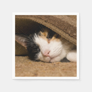 Serviettes Jetables Calico Sous Le Tapis