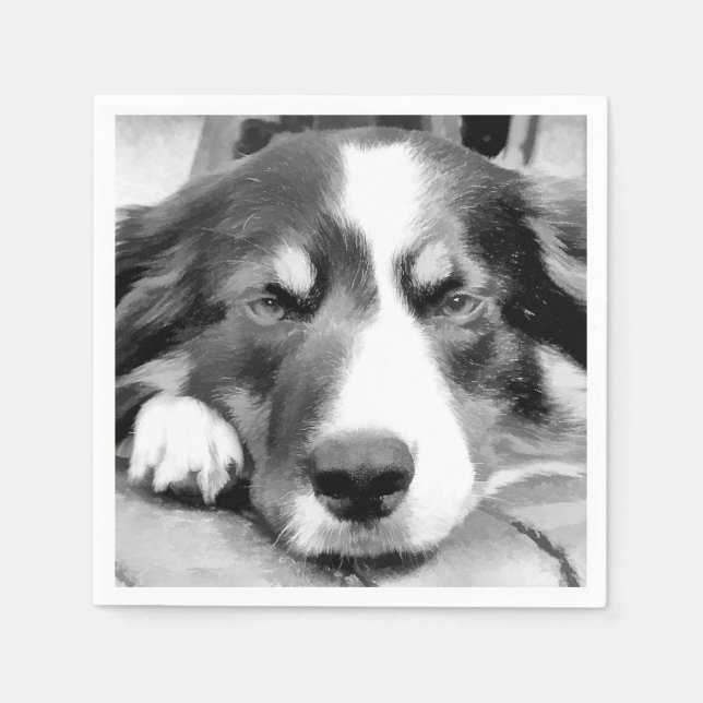 SERVIETTES JETABLES COLLIE FRONTALIÈRE (Devant)