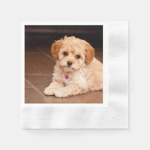 Serviettes Jetables Mélange de caniche de bébé ou chiot maltais de