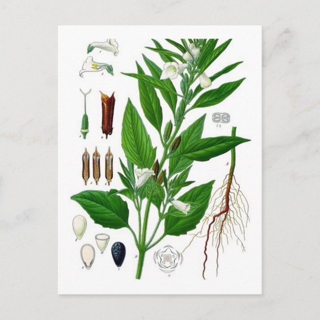 Sesame Postkarte (Vorderseite)