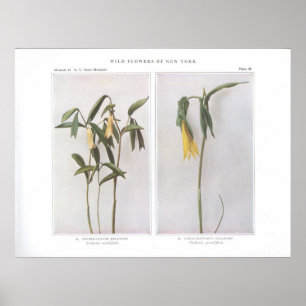 Sesesesharte Bellkraut - Uvularia sessilifolia Poster