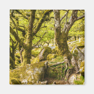 Sessile Eichen und Moos im Wald von Wistman Magnet