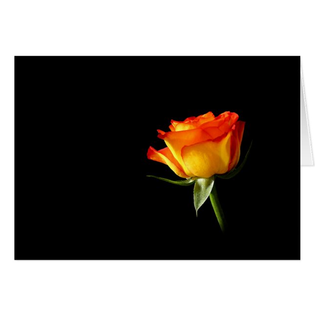 S'est levé (Devant horizontal)