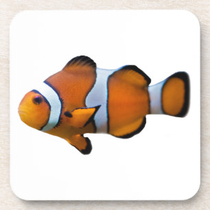 Set de 6 dessous de verre de Poisson clown