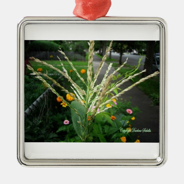 Set der Weihnachtsflora Silbernes Ornament (Vorne)