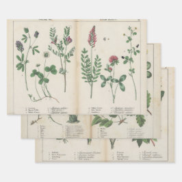 Set von drei antiken botanischen Kunstdrucken Geschenkpapier Set