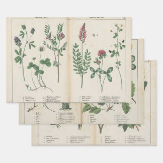 Set von drei antiken botanischen Kunstdrucken Geschenkpapier Set