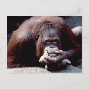 Set wild lebender Tiere - Primate 10 Postkarte