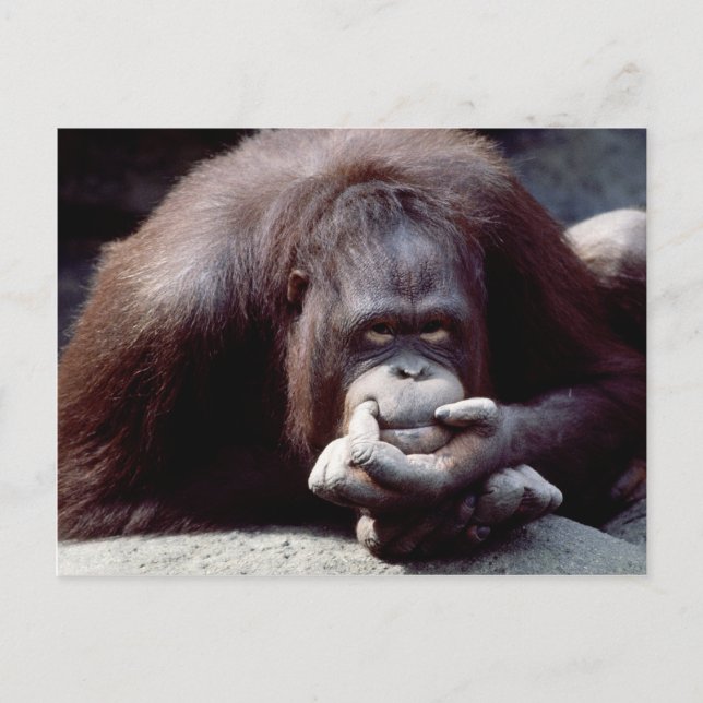 Set wild lebender Tiere - Primate 10 Postkarte (Vorderseite)