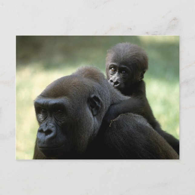 Set wild lebender Tiere - Primate 11 Postkarte (Vorderseite)